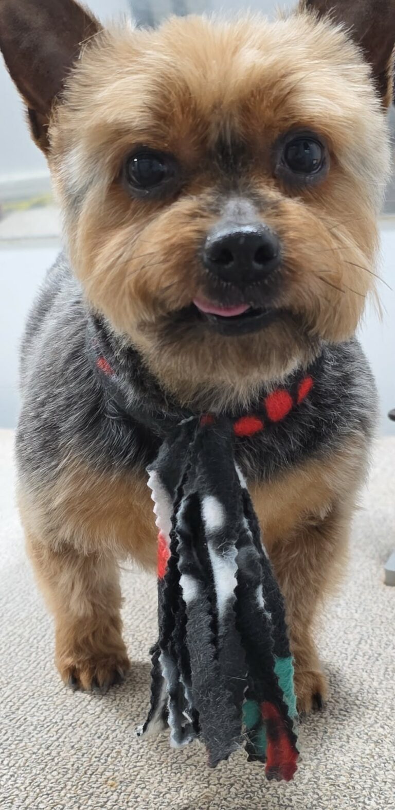 70dfeb83 c83a 4805 b010 7454267d265d